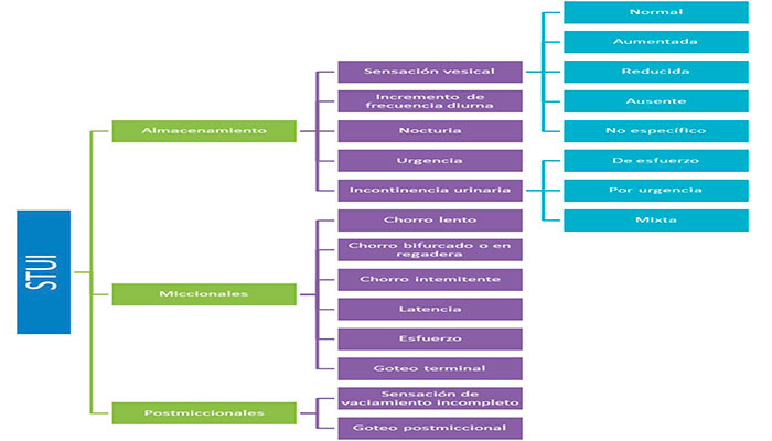 Síntomas urinarios diagrama